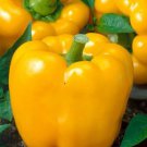 Golden Cal Wonder Pepper Sweet Capsicum Annuum Vegetable Seeds High Yields Easy to Grow