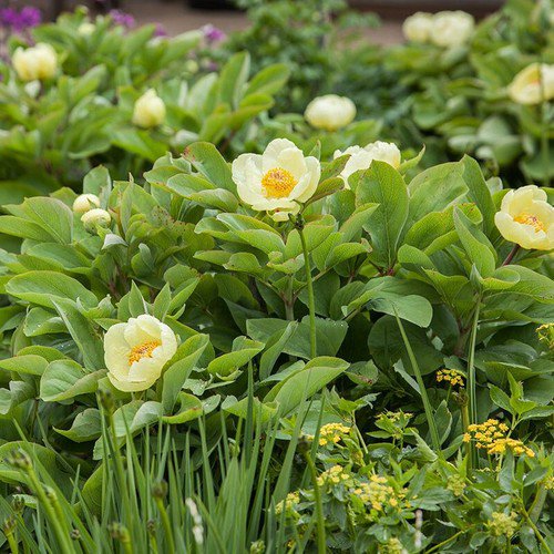 Paeonia Mlokosewitschii Molly The Witch Peony Shrub Seeds Fragrant Flowers Easy to Grow