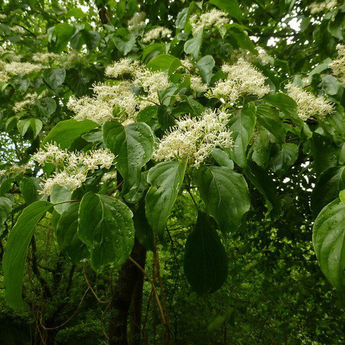 Cornus Walteri Walter Dogwood Tree Seeds Edible Berries Unique Bark Easy to Grow