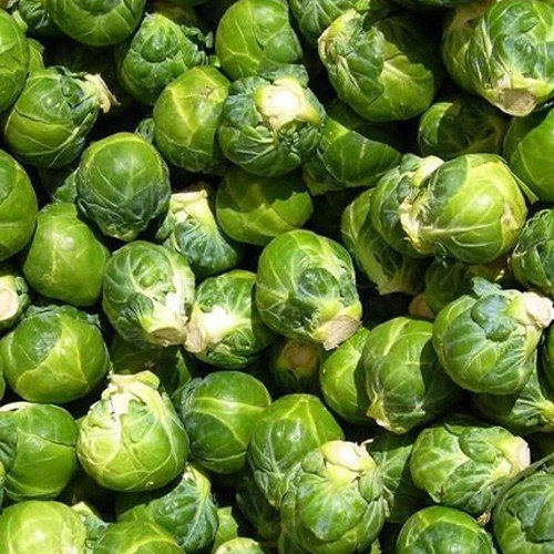 Catskill Brussel Sprouts Brassica Oleracea Vegetable Seeds Cold Hardy Easy to Grow