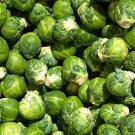 Catskill Brussel Sprouts Brassica Oleracea Vegetable Seeds Cold Hardy Easy to Grow
