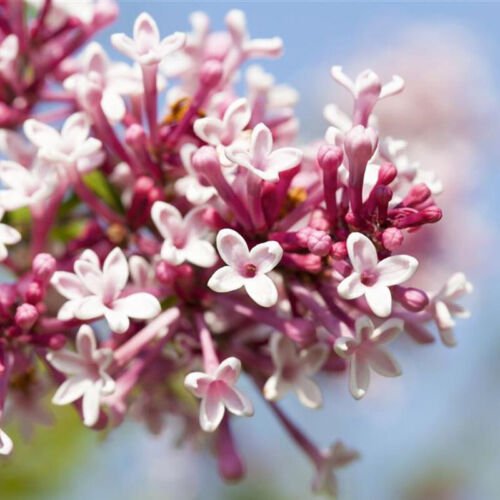Syringa Microphylla Littleleaf Lilac Tree Seeds Early Bloomer Easy to Grow