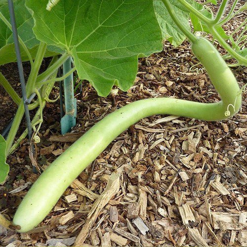 Italian Edible Gourd Squash Summer Lagenaria Siceraria Vegetable Seeds Easy to Grow