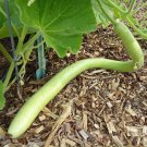 Italian Edible Gourd Squash Summer Lagenaria Siceraria Vegetable Seeds Easy to Grow
