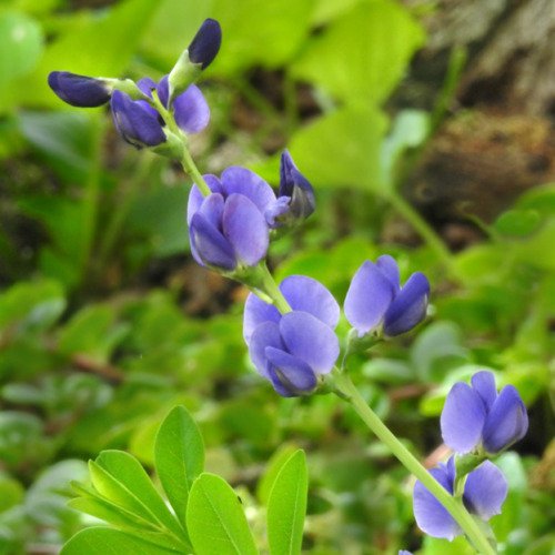 Baptisia Australis Blue Wild Indigo Flower Seeds Striking Blue Flowers Easy to Grow