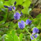 Baptisia Australis Blue Wild Indigo Flower Seeds Striking Blue Flowers Easy to Grow