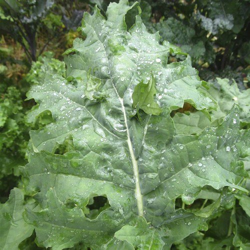 White Russian Kale Brassica Oleracea Vegetable Seeds Cold Hardy Champion Easy to Grow