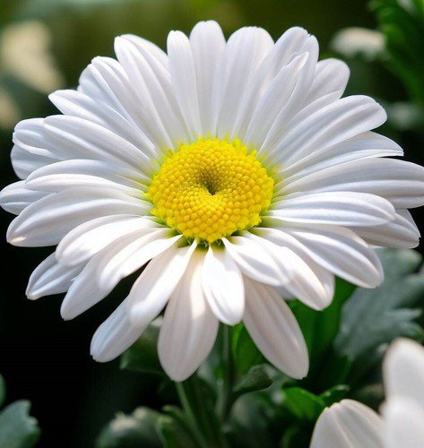 Chrysanthemum Maximum Shasta Daisy Dwarf Flower Seeds Large And Showy Blooms Easy to Grow