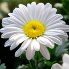 Chrysanthemum Maximum Shasta Daisy Dwarf Flower Seeds Large And Showy Blooms Easy to Grow