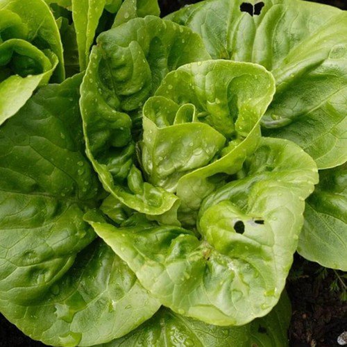 Little Gem Cos Romaine Lettuce Lactuca Sativa Vegetable Seeds Sweet Crisp Easy to Grow