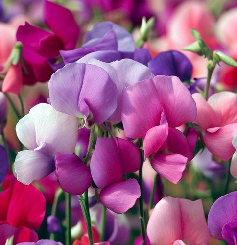 Lathyrus Odoratus Annual Sweet Pea Semi Dwarf Knee High Mix Flower Seeds Easy to Grow