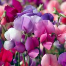 Lathyrus Odoratus Annual Sweet Pea Semi Dwarf Knee High Mix Flower Seeds Easy to Grow