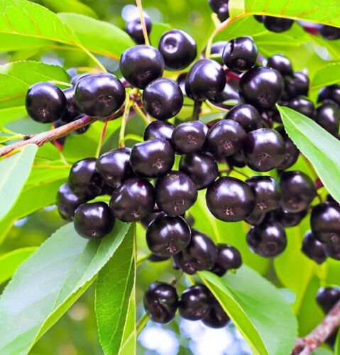 Prunus Virginiana Black Chokecherry Tree Seeds Beautiful White Blossoms Easy to Grow