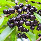 Prunus Virginiana Black Chokecherry Tree Seeds Beautiful White Blossoms Easy to Grow