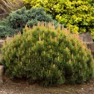 Pinus Mugo Pumilio Shrubby Swiss Tree Seeds Compact And Dwarf Size Easy to Grow Pinus Mugo Pumilio Shrubby Swiss Tree Seeds Compact And Dwarf Size Easy to Grow