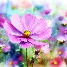 Cosmos Bipinnatus Cosmos Dwarf Mixed Flower Seeds Delicate Colorful Flowers Easy to Grow