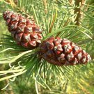 Pinus Mugo Mughus Mugo Pine Tree Seeds Elegant Form Attractive Foliage Easy to Grow Pinus Mugo Mughus Mugo Pine Tree Seeds Elegant Form Attractive Foliage Easy to Grow