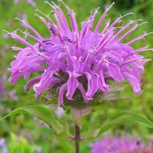 Lemon Mint Monarda Citriodora Herb Seeds Distinctive Aroma Easy to Grow