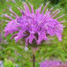 Lemon Mint Monarda Citriodora Herb Seeds Distinctive Aroma Easy to Grow Lemon Mint Monarda Citriodora Herb Seeds Distinctive Aroma Easy to Grow