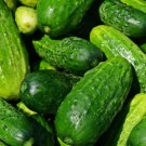 Homemade Pickles Cucumber Pickling Cucumis Sativus Vegetable Seeds Easy to Grow