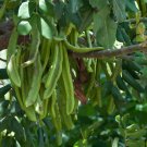 Ceratonia Siliqua Carob Tree Tree Seeds Long Lived Tree Valuable Timber Easy to Grow Ceratonia Siliqua Carob Tree Tree Seeds Long Lived Tree Valuable Timber Easy to Grow