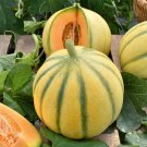 Charentais Melon Cucumis Melo Vegetable Seeds Sweet Aromatic Flavor Easy to Grow