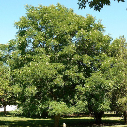 Gymnocladus Dioicus Kentucky Coffee Tree Tree Seeds Dramatic Fall Foliage Easy to Grow