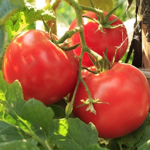 Ace 55 Tomato Standard Slicing Tomato Lycopersicon Esculentum Tomato Seeds Easy to Grow