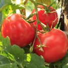 Ace 55 Tomato Standard Slicing Tomato Lycopersicon Esculentum Tomato Seeds Easy to Grow