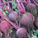 Detroit Dark Red Beet Beta Vulgaris Vegetable Seeds Sweet Earthy Flavor Easy to Grow Detroit Dark Red Beet Beta Vulgaris Vegetable Seeds Sweet Earthy Flavor Easy to Grow