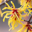 Hamamelis Virginiana American Witchhazel Shrub Seeds Fragrant Flowers Easy to Grow