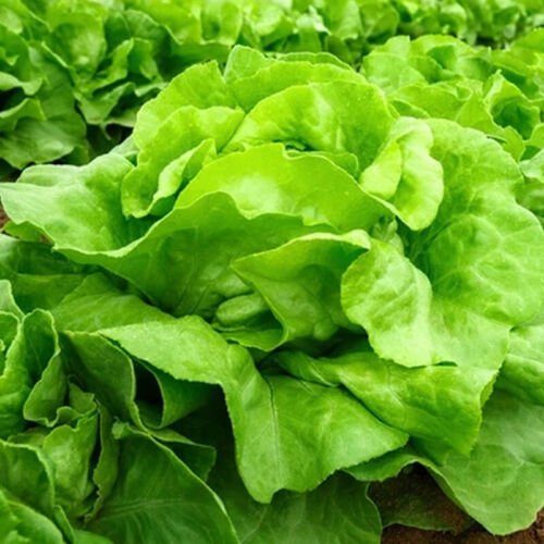 White Boston Butterhead Lettuce Lactuca Sativa Vegetable Seeds Grows Quickly Easy to Grow