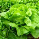 White Boston Butterhead Lettuce Lactuca Sativa Vegetable Seeds Grows Quickly Easy to Grow