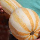 Cushaw Orange Striped Pumpkin Cucurbita Maxima Vegetable Seeds Large Size Easy to Grow