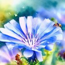 Cichorium Intybus Chicory Flower Seeds Attractive Appearance Easy to Grow
