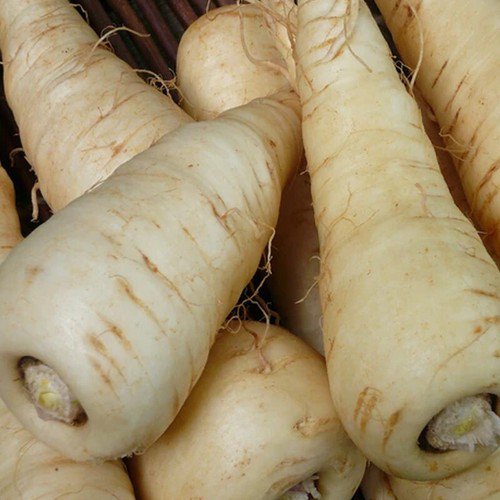 Harris Model Parsnip Pastinaca Sativa Vegetable Seeds Smooth Uniform Roots Easy to Grow