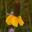 Ratibida Columifera Prairie Coneflower Flower Seeds Distinctive Appearance Easy to Grow