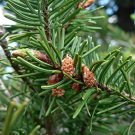 Pseudotsuga Menziesii Nm Lincoln Douglas Fir Nm Lincoln Tree Seeds Tall Easy to Grow