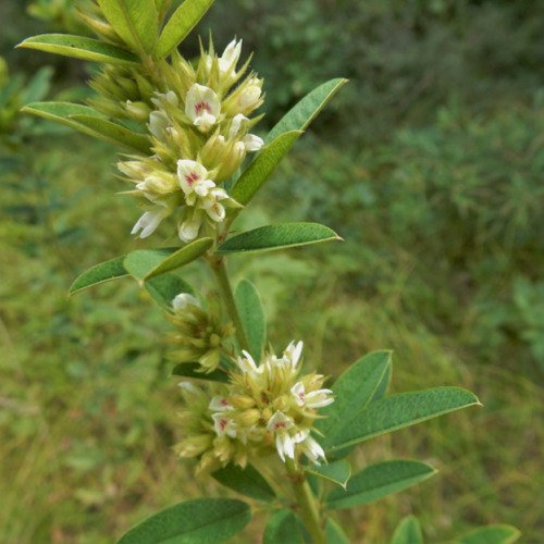 Lespedeza Capitata Roundheaded Bush Clover Flower Seeds Hardy Plant Easy to Grow