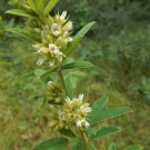 Lespedeza Capitata Roundheaded Bush Clover Flower Seeds Hardy Plant Easy to Grow Lespedeza Capitata Roundheaded Bush Clover Flower Seeds Hardy Plant Easy to Grow