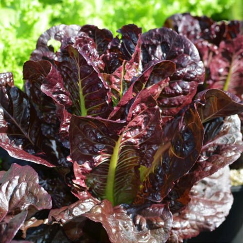 Rouge De Hiver Romaine Red Lettuce Lactuca Sativa Vegetable Seeds Easy to Grow