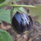 Black Beauty Eggplant Solanum Melongena Vegetable Seeds  Easy to Grow