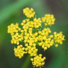 Zizia Aurea Golden Alexander Flower Seeds Showy Eye Catching Flowers Easy to Grow