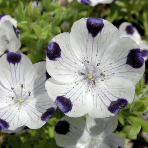 Nemophila Maculata Five Spot Flower Seeds Eye Catching Appearance Easy to Grow