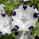 Nemophila Maculata Five Spot Flower Seeds Eye Catching Appearance Easy to Grow