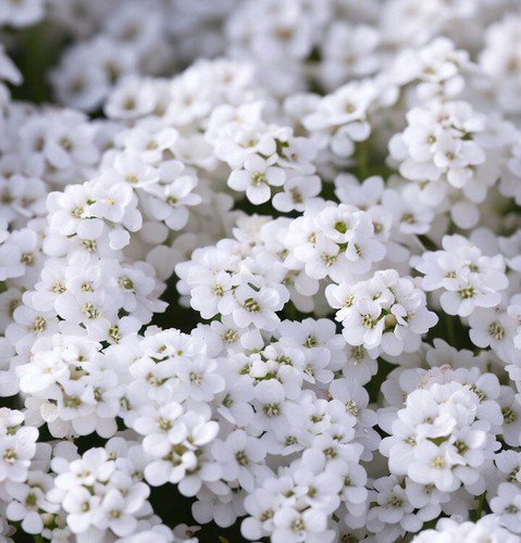 Lobularia Maritima Sweet Alyssum Dwarf White Carpet Of Snow Flower Seeds Easy to Grow