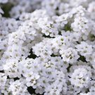 Lobularia Maritima Sweet Alyssum Dwarf White Carpet Of Snow Flower Seeds Easy to Grow