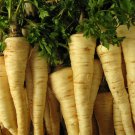 Parsley Hamburg Rooted Petroselinum Crispum Herb Seeds Edible Roots Easy to Grow