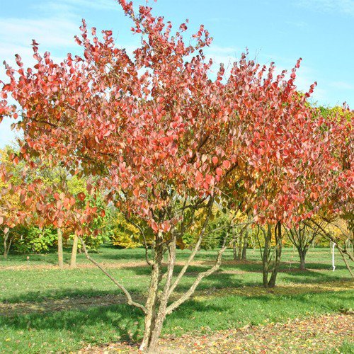 Cornus Officinalis Asiatic Dogwood Shrub Seeds Edible Fruit Longevity Easy to Grow