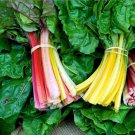 Rainbow Mix Swiss Chard Beta Vulgaris Cicla Vegetable Seeds Cold Hardy Easy to Grow